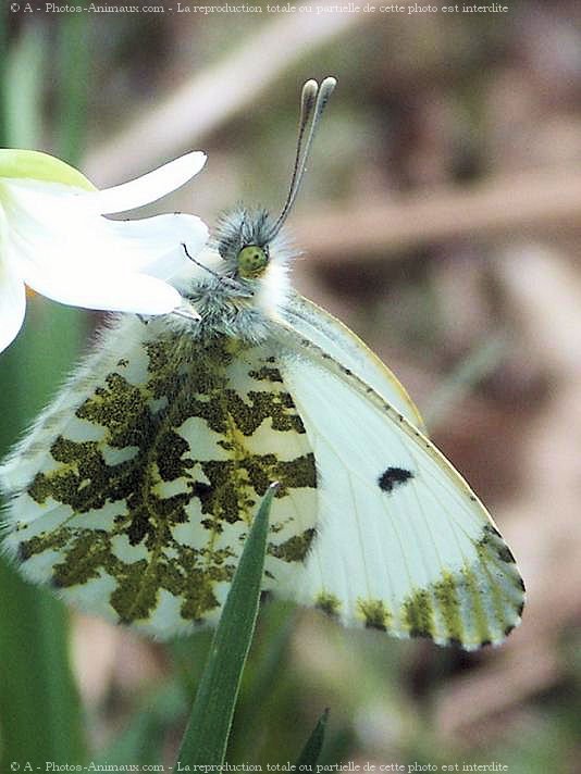 Photo de Papillon