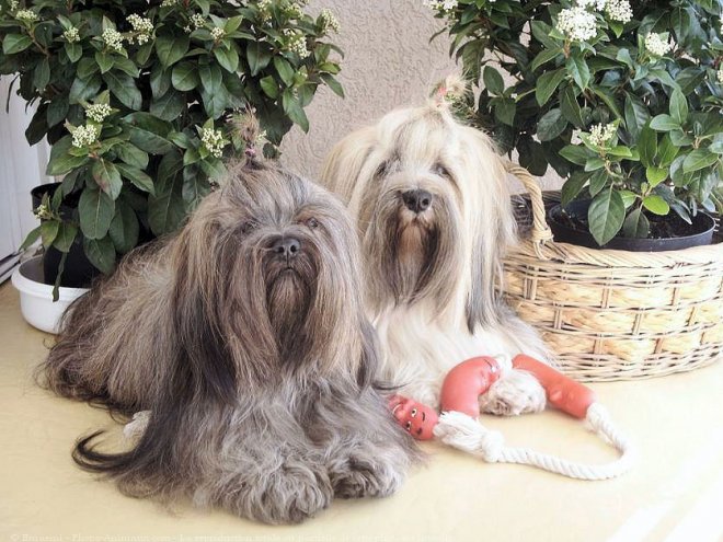 Photo de Lhassa apso