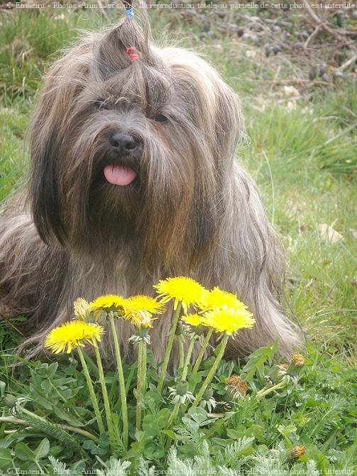 Photo de Lhassa apso