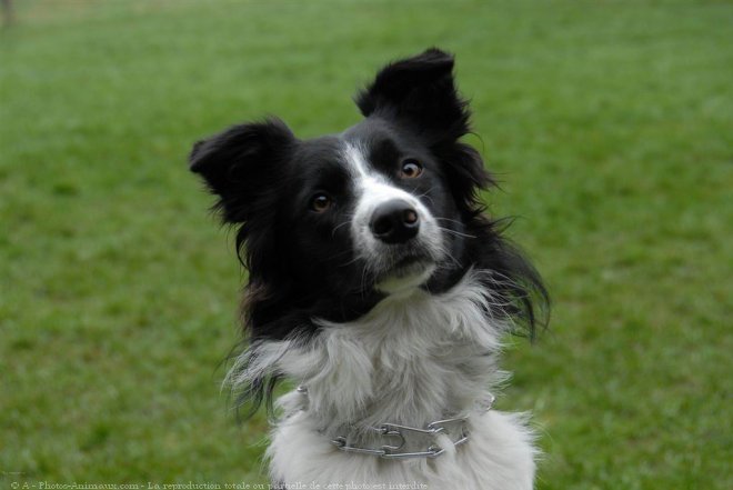 Photo de Border collie