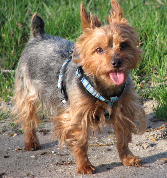 Photo de Yorkshire terrier