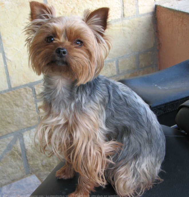 Photo de Yorkshire terrier