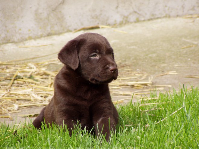 Photo de Labrador retriever