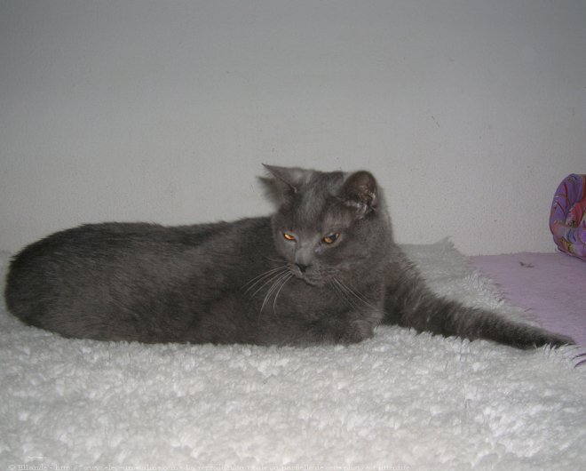 Photo de Chartreux