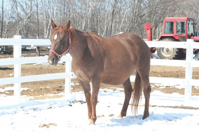 Photo de Quarter horse