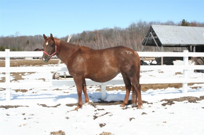 Photo de Quarter horse