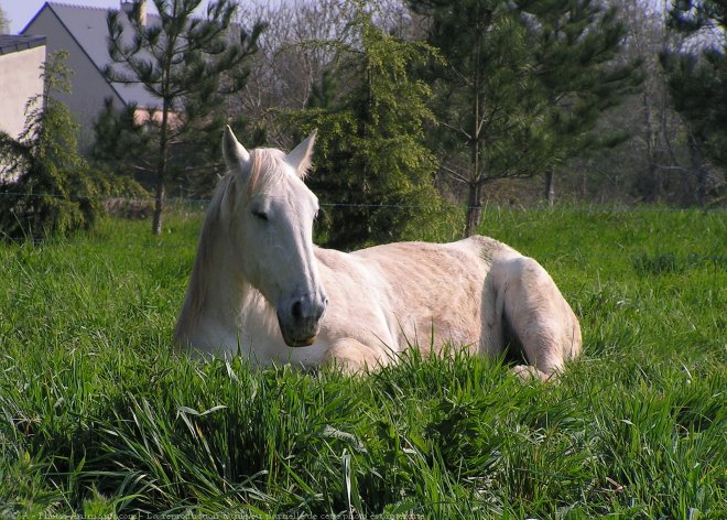 Photo de Percheron