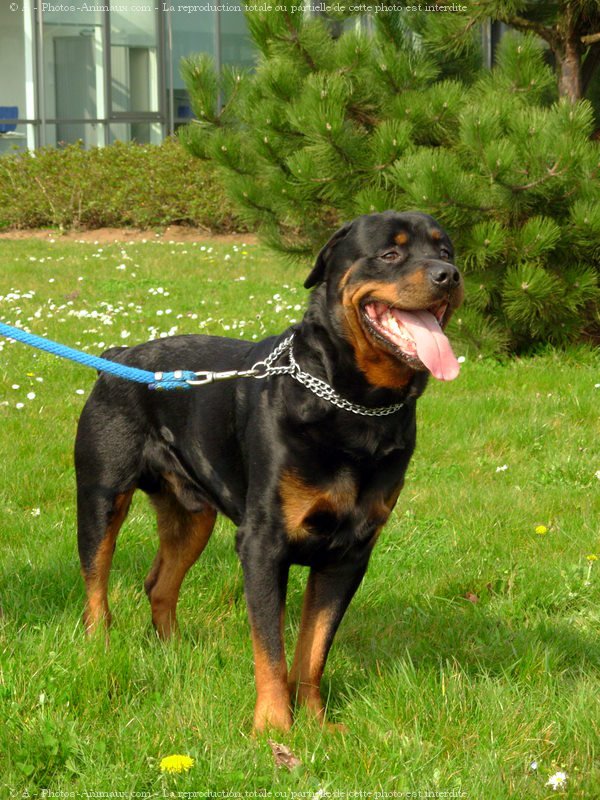 Photo de Rottweiler