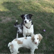 Photo de Border collie