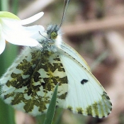 Photo de Papillon