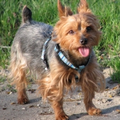 Photo de Yorkshire terrier