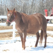 Photo de Quarter horse