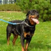 Photo de Rottweiler