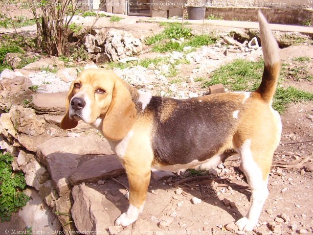 Photo de Beagle