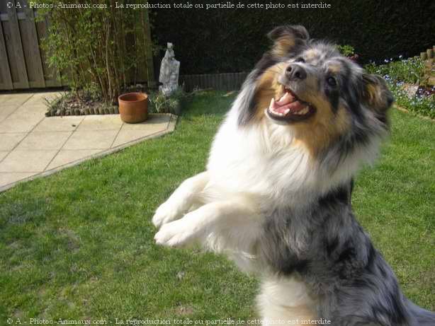 Photo de Chien de berger des shetland