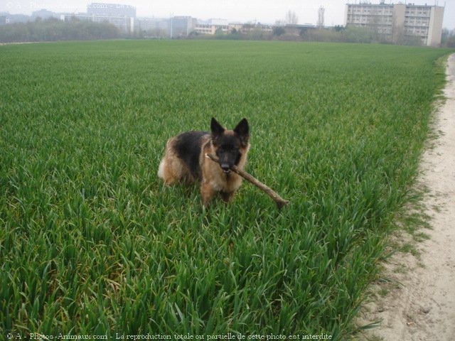 Photo de Berger allemand  poil court