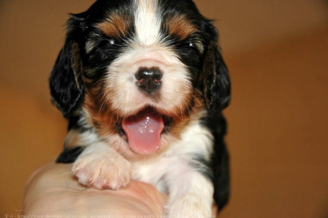 Photo de Cavalier king charles spaniel