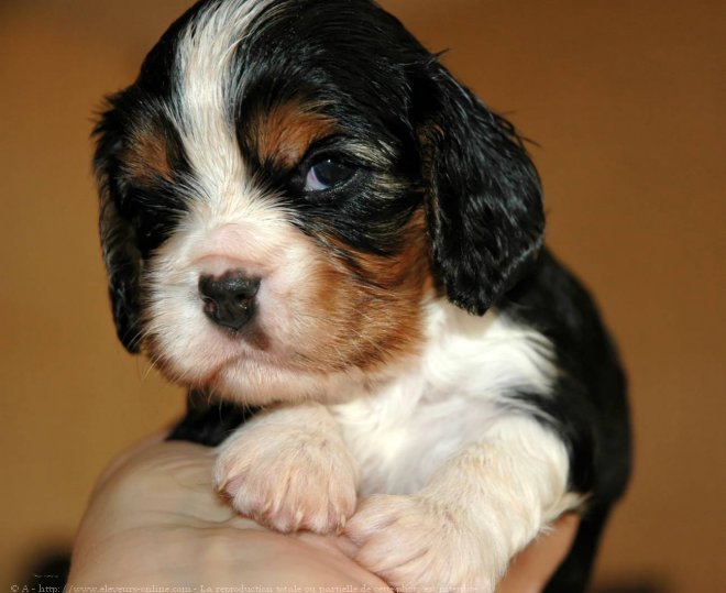 Photo de Cavalier king charles spaniel