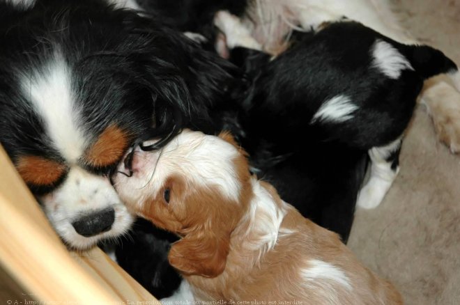 Photo de Cavalier king charles spaniel