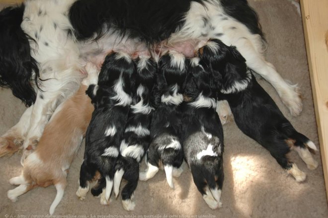 Photo de Cavalier king charles spaniel