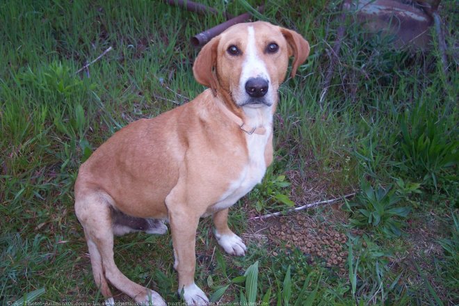 Photo de Chien de garenne portugais (moyen) poil long et dur