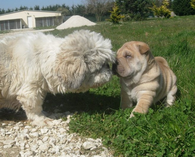 Photo de Shih tzu