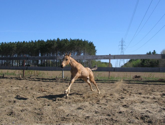 Photo de Quarter horse