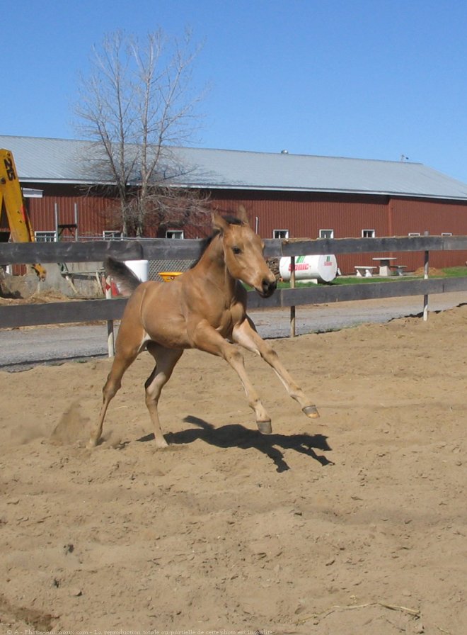 Photo de Quarter horse