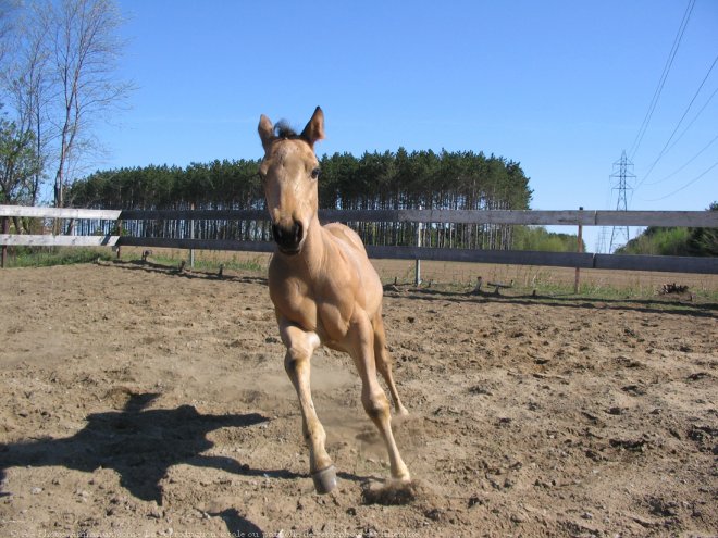 Photo de Quarter horse