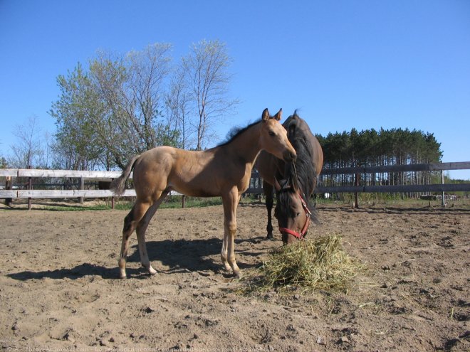 Photo de Quarter horse