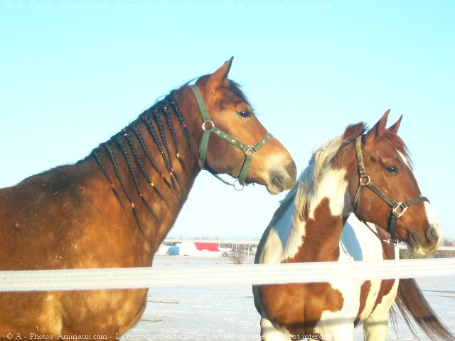 Photo de Races diffrentes