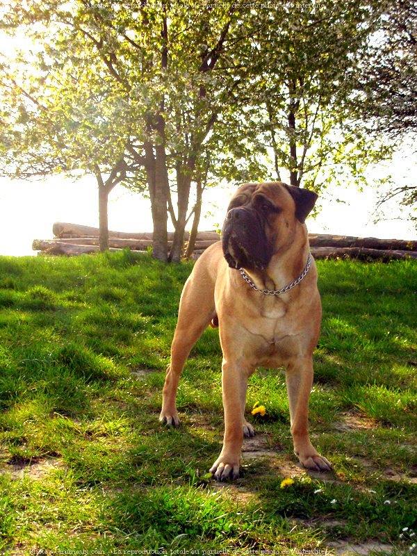 Photo de Bullmastiff