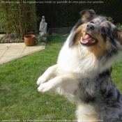 Photo de Chien de berger des shetland