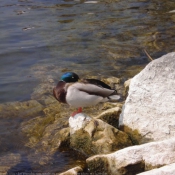 Photo de Canard colvert