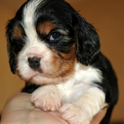 Photo de Cavalier king charles spaniel