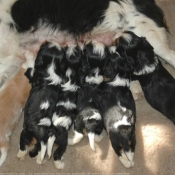 Photo de Cavalier king charles spaniel