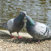 Photo de Pigeon