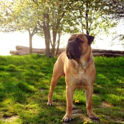 Photo de Bullmastiff