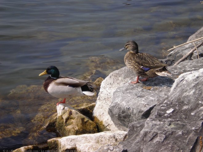 Photo de Canard colvert