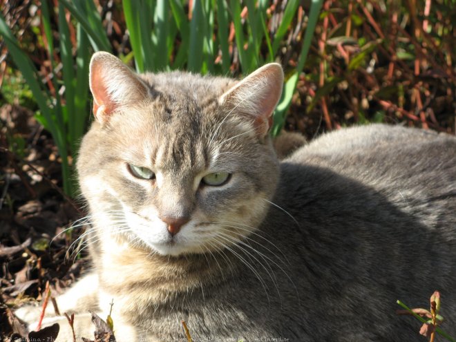 Photo de Chat domestique