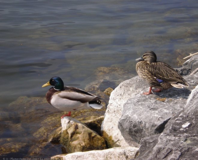 Photo de Canard colvert