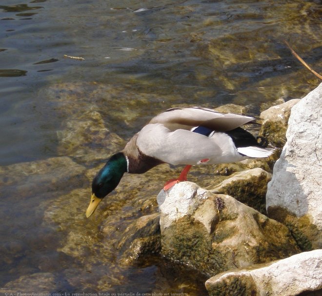 Photo de Canard colvert