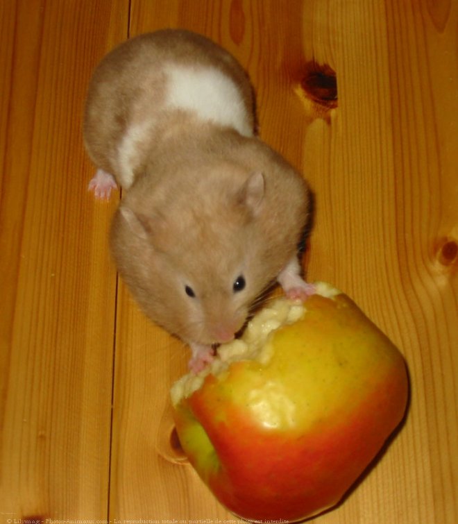 Photo de Hamster