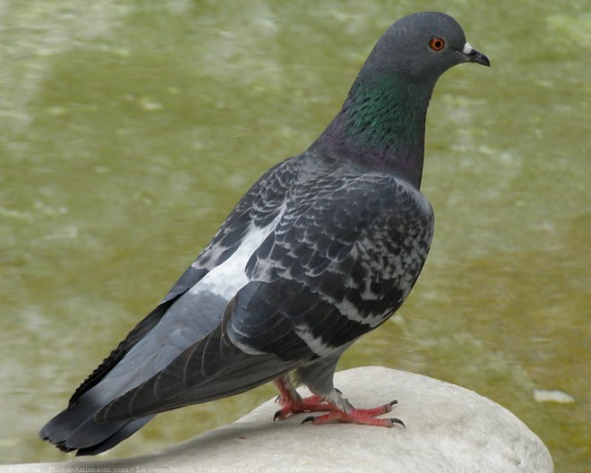 Photo de Pigeon