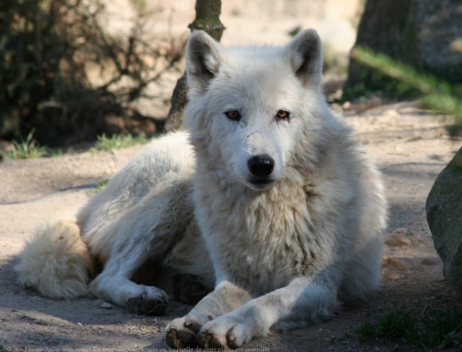 Photo de Loup