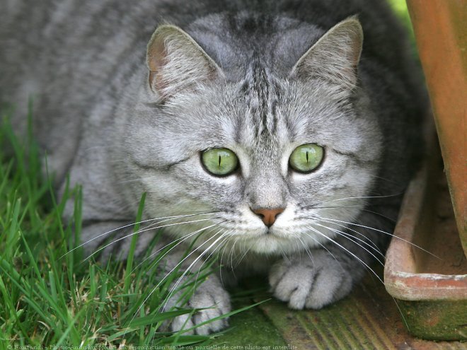 Photo de British shorthair