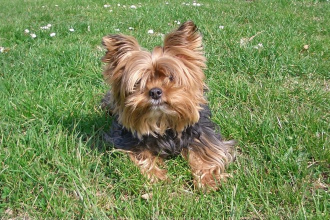 Photo de Yorkshire terrier