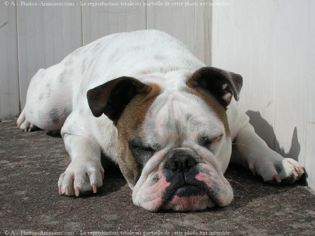 Photo de Bulldog