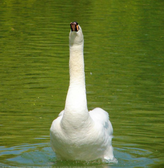 Photo de Cygne