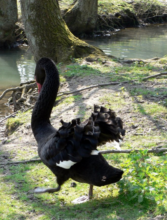 Photo de Cygne